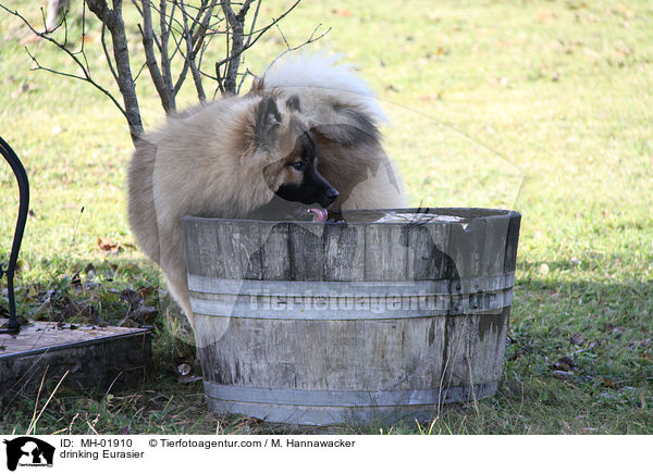 trinkender Eurasier / drinking Eurasier / MH-01910