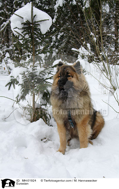 Eurasier / Eurasian / MH-01924