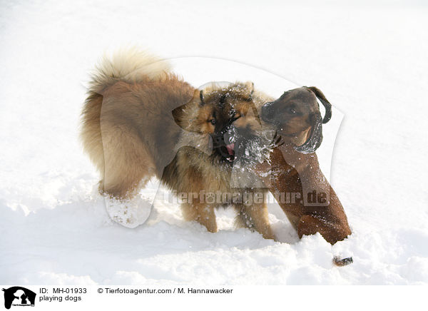 spielende Hunde / playing dogs / MH-01933