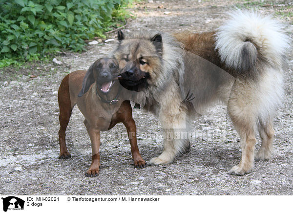 2 Hunde / 2 dogs / MH-02021