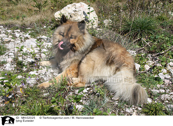 liegender Eurasier / lying Eurasier / MH-02025