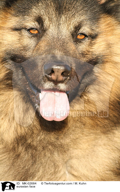 Eurasier Gesicht / eurasian face / MK-02684