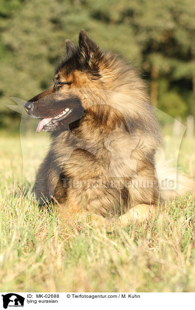 liegender Eurasier / lying eurasian / MK-02688