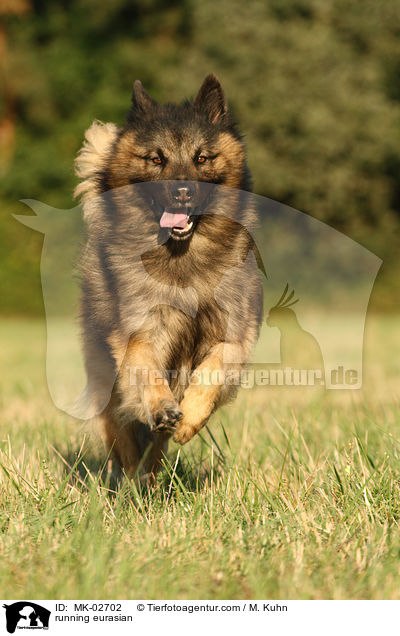 rennender Eurasier / running eurasian / MK-02702