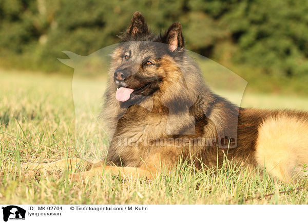 liegender Eurasier / lying eurasian / MK-02704