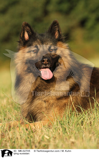 liegender Eurasier / lying eurasian / MK-02705