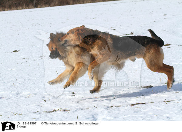 2 Hunde / 2 dogs / SS-31597