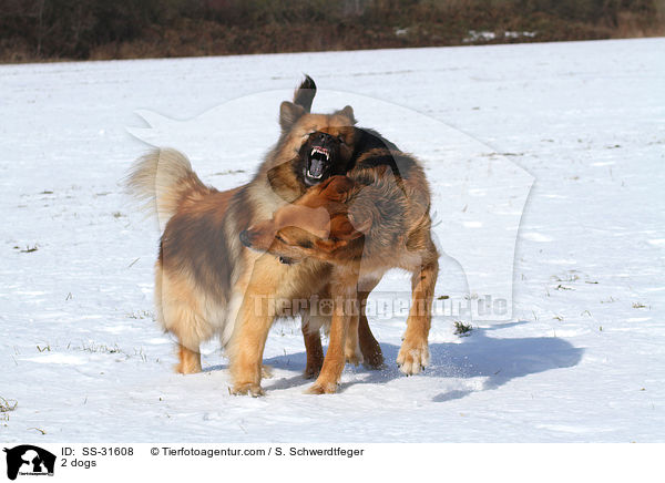 2 Hunde / 2 dogs / SS-31608