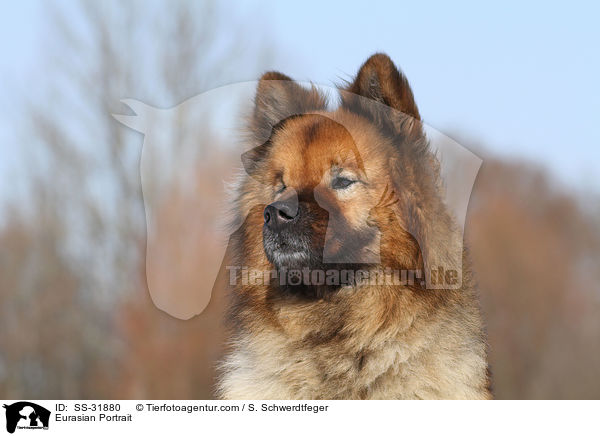 Eurasier Portrait / Eurasian Portrait / SS-31880