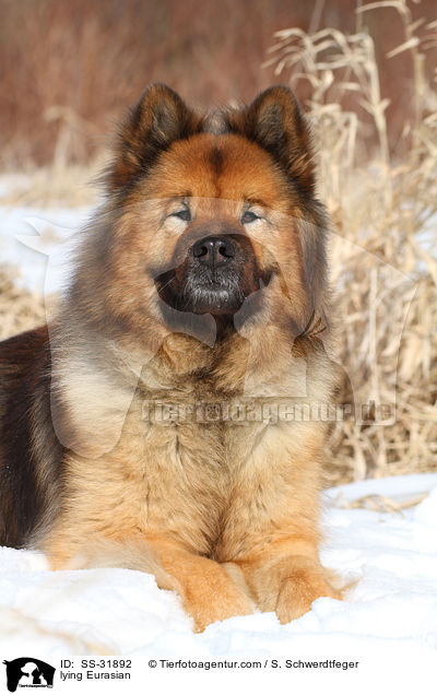 liegender Eurasier / lying Eurasian / SS-31892