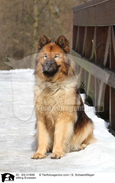 sitzender Eurasier / sitting Eurasian / SS-31898