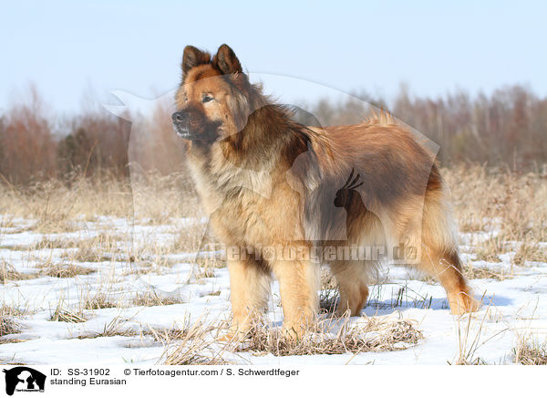 stehender Eurasier / standing Eurasian / SS-31902