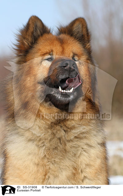Eurasier Portrait / Eurasian Portrait / SS-31908