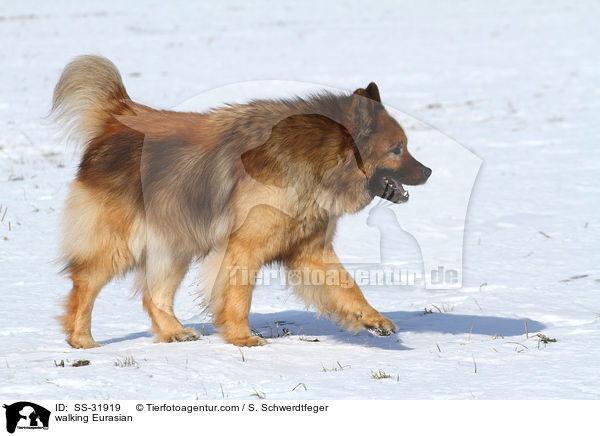 walking Eurasian / SS-31919