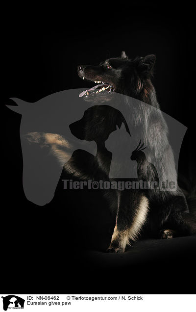 Eurasier gibt Pftchen / Eurasian gives paw / NN-06462