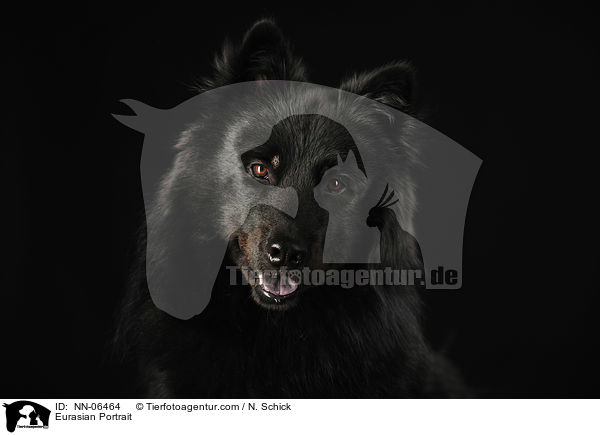 Eurasian Portrait / NN-06464