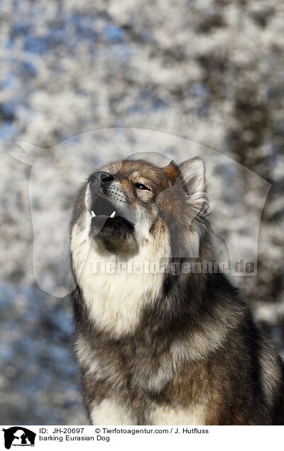 bellender Eurasier / barking Eurasian Dog / JH-20697