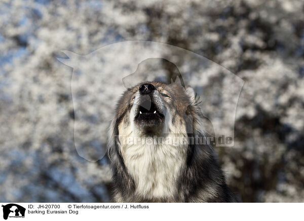 bellender Eurasier / barking Eurasian Dog / JH-20700
