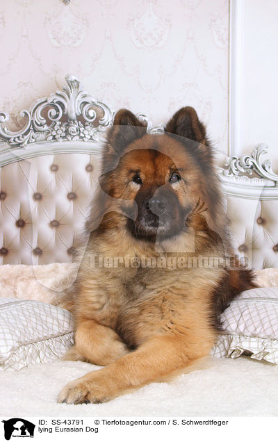 liegender Eurasier / lying Eurasian Dog / SS-43791