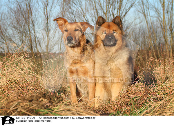 Eurasier und Mischling / eurasian dog and mongrel / SS-44096