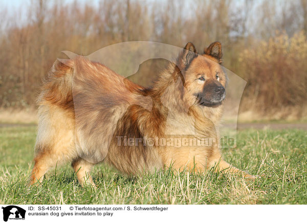 Eurasier gibt Spielaufforderung / eurasian dog gives invitation to play / SS-45031