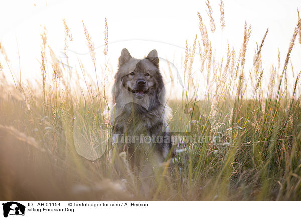 sitzender Eurasier / sitting Eurasian Dog / AH-01154