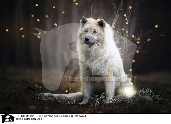 sitzender Eurasier / sitting Eurasian Dog / UM-01164