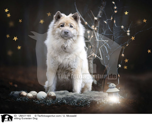 sitzender Eurasier / sitting Eurasian Dog / UM-01165