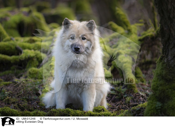 sitzender Eurasier / sitting Eurasian Dog / UM-01246