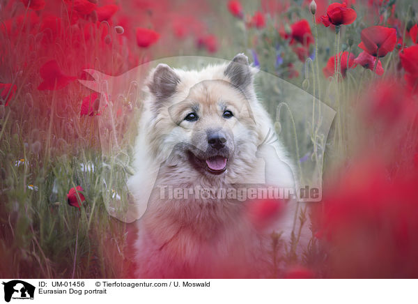 Eurasier Portrait / Eurasian Dog portrait / UM-01456
