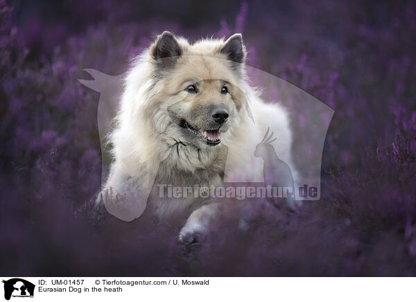Eurasier in der Heide / Eurasian Dog in the heath / UM-01457