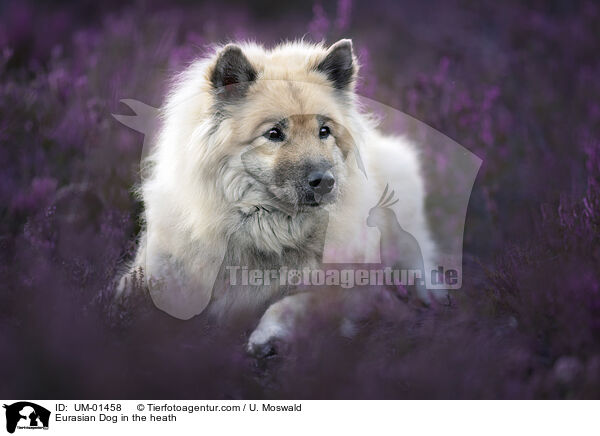 Eurasian Dog in the heath / UM-01458