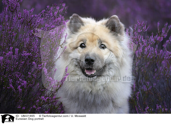 Eurasian Dog portrait / UM-01465