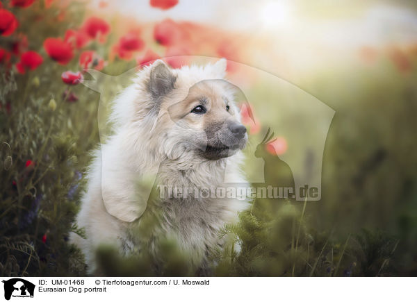 Eurasier Portrait / Eurasian Dog portrait / UM-01468