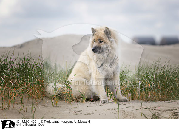 sitzender Eurasier / sitting Eurasian Dog / UM-01496