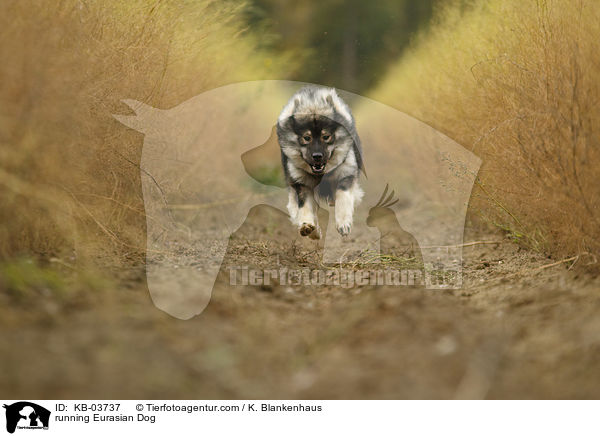 rennender Eurasier / running Eurasian Dog / KB-03737