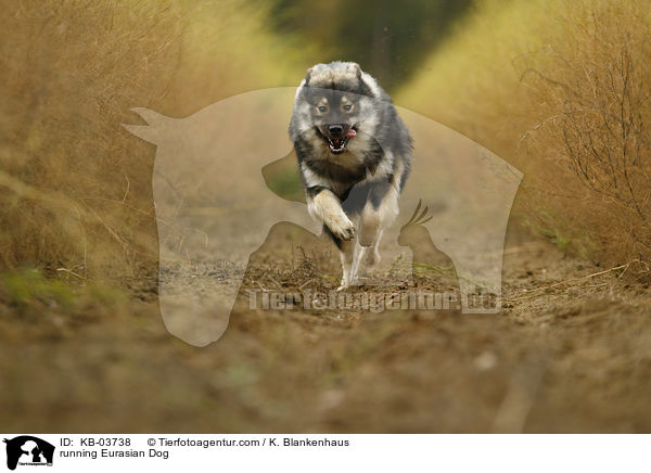rennender Eurasier / running Eurasian Dog / KB-03738
