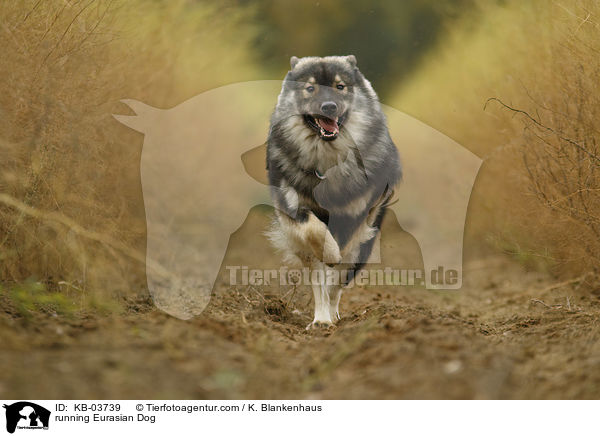 rennender Eurasier / running Eurasian Dog / KB-03739