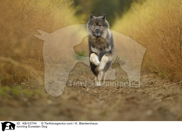 rennender Eurasier / running Eurasian Dog / KB-03744