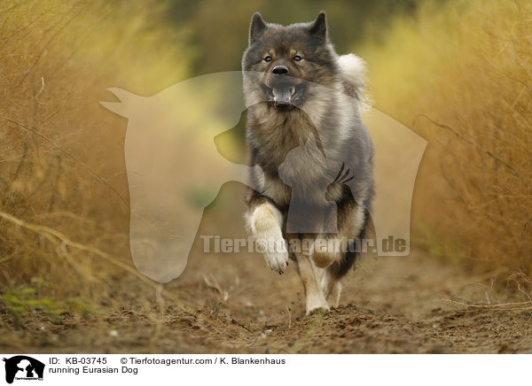 rennender Eurasier / running Eurasian Dog / KB-03745