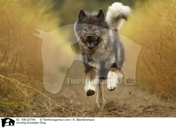 rennender Eurasier / running Eurasian Dog / KB-03746