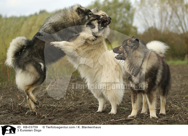 3 Eurasier / 3 Eurasian Dogs / KB-03759