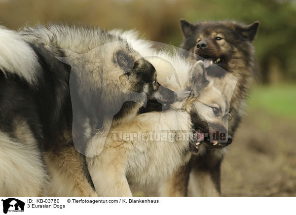 3 Eurasier / 3 Eurasian Dogs / KB-03760