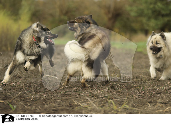 3 Eurasier / 3 Eurasian Dogs / KB-03763