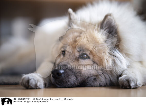 Eurasier in der Wohnung / Eurasian Dog in the apartment / UM-01762