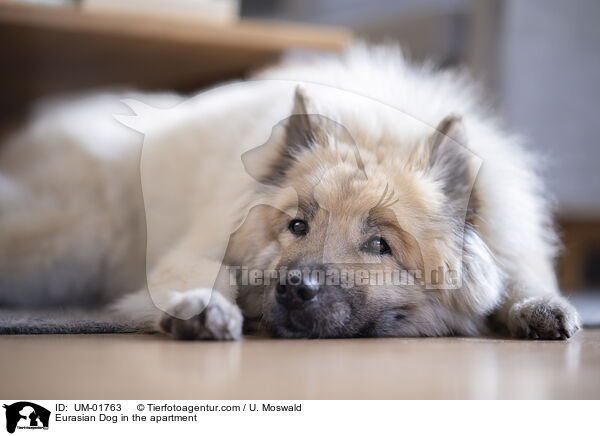 Eurasier in der Wohnung / Eurasian Dog in the apartment / UM-01763