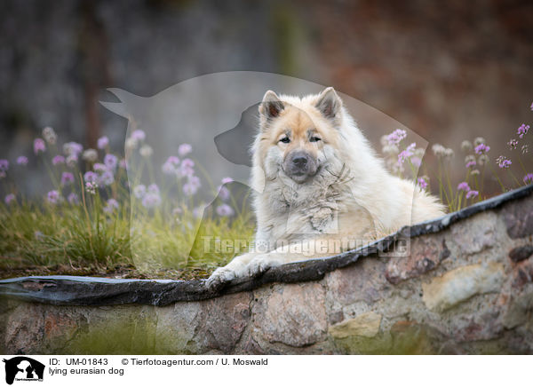 liegender Eurasier / lying eurasian dog / UM-01843