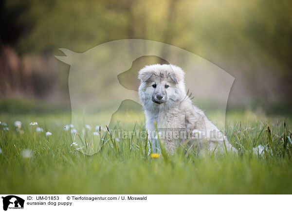 eurasian dog puppy / UM-01853