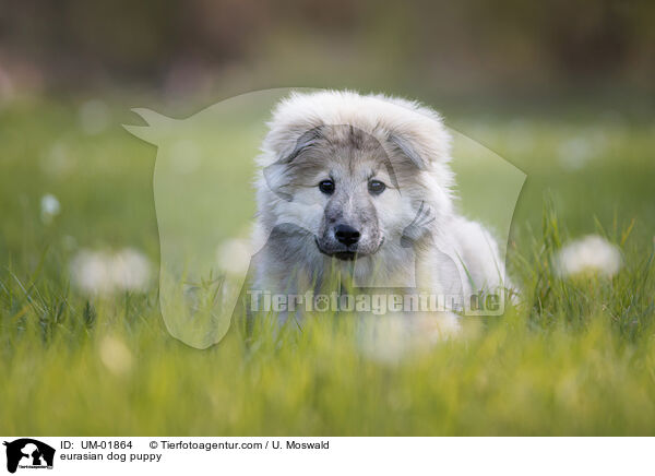 eurasian dog puppy / UM-01864