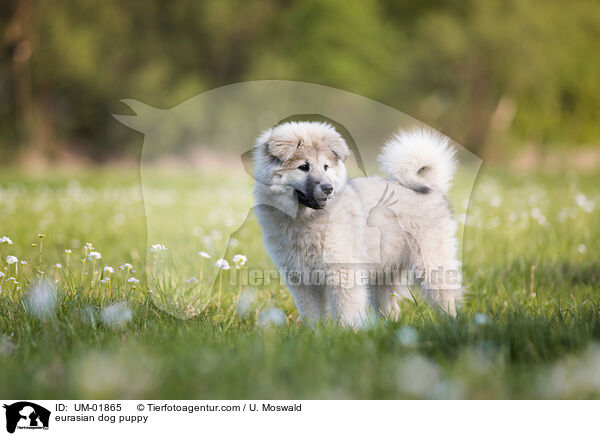 eurasian dog puppy / UM-01865